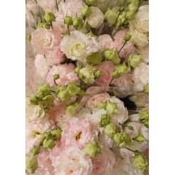Lisiantus Nac. Rizado First Love 70cm