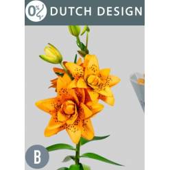 Lilium LA. Hol. Dutch Design 65cm 2/5 fl. Naj.