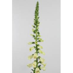Digitalis Hol. Camelot Cream 70cm