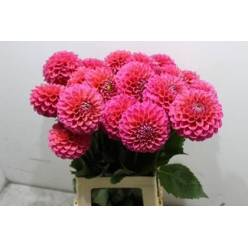 Dalia Hol. Overig Fucsia 70cm "CC20"