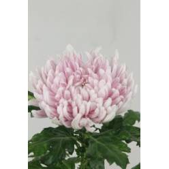 Uniflor Hol. Honeymoon 110gr