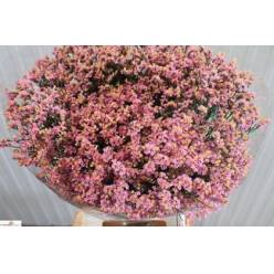 Limonium Hol. Anouchka Dia 80cm 50gr "T25" Rs.
