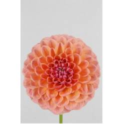 Dalia Hol. Lindas Baby 70cm Sal. "CC40"