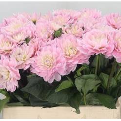 Dalia Hol. Princess Kate 55cm "CC30"