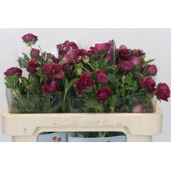 Ranunculos Magical Rasberry 50cm 10gr "T10"