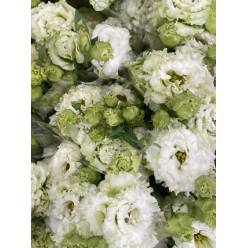 Lisiantus Nac. Rizado Lime 70cm