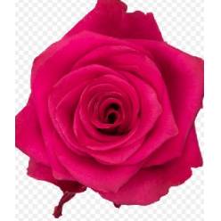 Rosa Ecu. Vi Pink 60cm