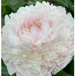 Peonia Nac. Florence Nicholls 55cm "AAA"