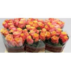 Rosa Hol. Melange 60cm