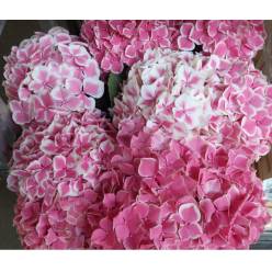 Hortensia Hol. Mag. Linn 60cm 18/20 Rosa