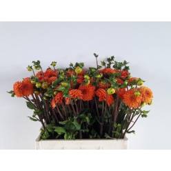Dalia Hol. Souvenir Dete 65cm Nj. "CC60"