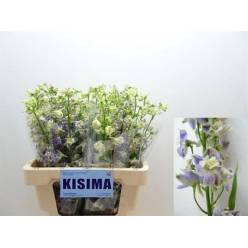 Delphinium En Trick 50cm "T10"
