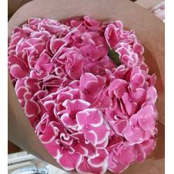 Hortensia Hol. Red Harlekin 75cm 18/20