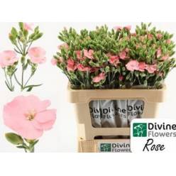 Dianthus Hol. Solomio Rosa 60cm