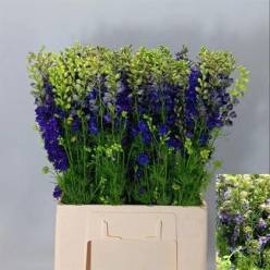 Delphinium Hol. Cons R Q Dark Blue 70cm (7 Dias - 2)