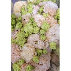 Lisiantus Italia Alissa Peach 70cm (7 Dias - 2)
