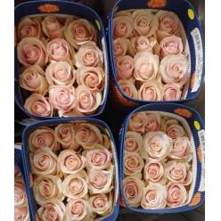 Rosa Ecu. Sweet Beat 60cm (7 Dias - 2)