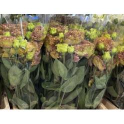 Lisiantus Italia Terracotta 70cm (7 Dias - 2)