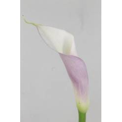 Calla Gr. Eydolls Purple Pink 90cm (7 Dias - 2)