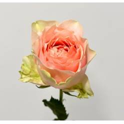 Rosa Hol. Gravity 50cm Bi. (7 Dias - 2)