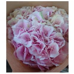 Hortensia Hol. Verena 60cm 18/20 Rosa (7 Dias - 2)