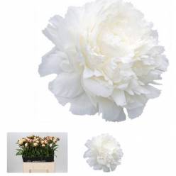 Peonia Hol. Mistress 60cm Bl.