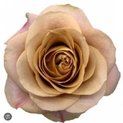 Rosa Col. Symbol 40cm