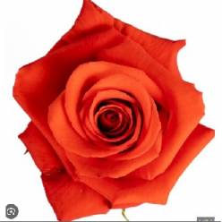Rosa Col. Nina 40cm Na