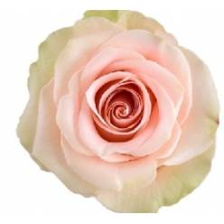 Rosa Col. Salma 60cm Rs