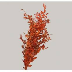 Ruscus Estabilizado Naranja 70cm 100gr