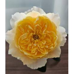 Rosa Ecu. Golden Dragonfly 50cm