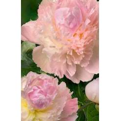 Peonia Hol. Chiffon Parfait 60cm Rs."AA"