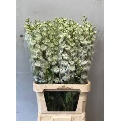 Delphinium Hol. El Dew Improve White 110cm