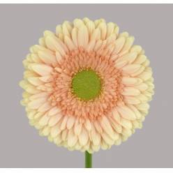 Gerbera Hol. Carlita "T25"
