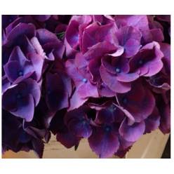 Hortensia Hol. Royal Opera 50cm 18/20