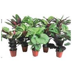P. Calathea Mixta 19/75cm x 5