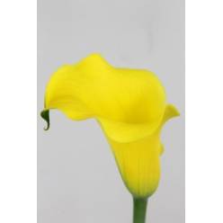 Calla Sunny Art 55cm