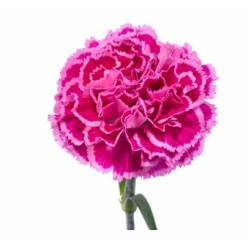 Clavel Col. Fancy Nobbio Cherry