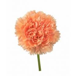 Clavel Col. Fancy Gobi Nj.