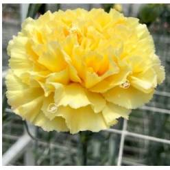 Clavel Col. Fancy Golden Gate Am.