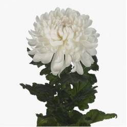 Uniflor Hol. Antonov 100gr 75cm Blanco