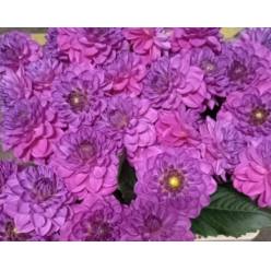 Dalia Hol. Stratus 60cm "CC30" (7 Dias - 2)