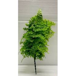 Helecho Adiantum Italia "Capelvenere" (7 Dias - 2)