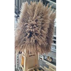 Cortaderia Hol. Gyne Sagii 110cm