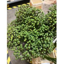 Allium Gladiator Verde 80cm