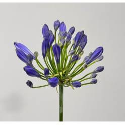 Agapantus Hol. Eyfory Blue 60cm