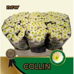 Santini Collin 1200gr "T25" Bl.