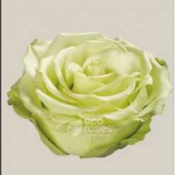 Rosa Ecu. Green Romance 70cm