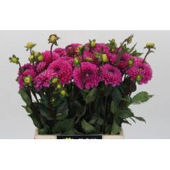 Dalia Hol. Happy Hour 40cm "CC30"