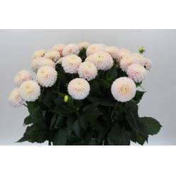 Dalia Hol. Light Wizard 55cm "CC40"